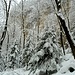 Abeti innevati