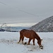 Cavallo al pascolo nella neve