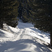 Weg und verschneite Landschaft im bewaldeten Teil des Val S-charl.