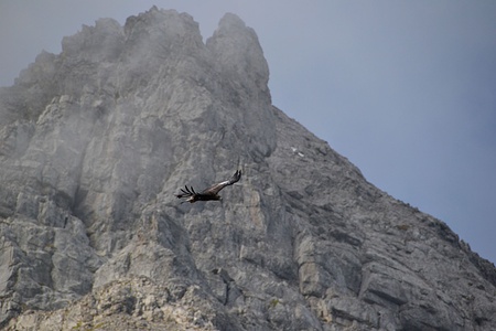 Wesentlich leiserer Flieger. Adler vor dem Bös Fulen.