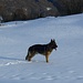 Questo simpatico cane, incontrato poco dopo l'Alpe Voma, mi ha fatto compagnia per l'ultimo tratto di discesa, compresa la mezzora in cui ho vagato a vuoto cercando la giusta via!