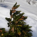 Il rododendro emerge dalla neve