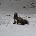 Eichhörnchen oder Grauhörnchen? ...jedenfalls süss. :-)<br />(tags darauf auf dem Davoser Panoramaweg)