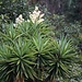Graue Palmlilie (Yucca aloifolia) in Baños (1815m).