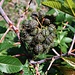 Früchte vom Wunderbaum (Ricinus communis). Die Samenhüllen enthalten Ricin, einem der giftigsten Stoffen.