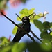 Ein Kolibri vor unserer Unterkunft in Quito. Möglicherweise ist es ein Tier der Art Colibri coruscans oder Colibri thalassinus. Wer weis mehr?