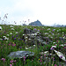 Blumenwiese