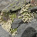 Moosartiger Steinbrech (Saxifraga bryoides)