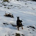 Freude ob des verbliebenen Schnees bei den Hunden ...