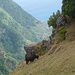 Kuh auf der steil abfallenden Bergwiese