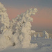 Schnee und Wind verwandeln die Bäume hier oben in surreale Skulpturen