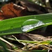 Wassertropfen auf den Wiesenblättern, mitten im Winter.<br /><br />Gocce d`acqua sulle foglie d`erba in mezzo d`inverno.