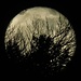 Der Mond steigt hinter den Büschen und Bäumen hoch. Schaut lustig aus...<br /><br />La luna si alza dietro gli alberi e gli arbusti. Che buffo..
