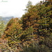 Colori d'autunno...