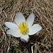 Frühlings-Anemone