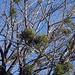 Misteln in Baum, noch war Maiestix nicht da