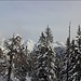 durch Winterwald zum Zunteregg