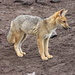 The Andean (hut) fox