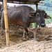 Wasserbüffel sind im Annapurna-Gebiet in den Dörfern weit verbreitete Haustiere