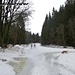Anstieg erfolgt über die Forststraße - im Wald ist definitiv zu wenig Schnee
